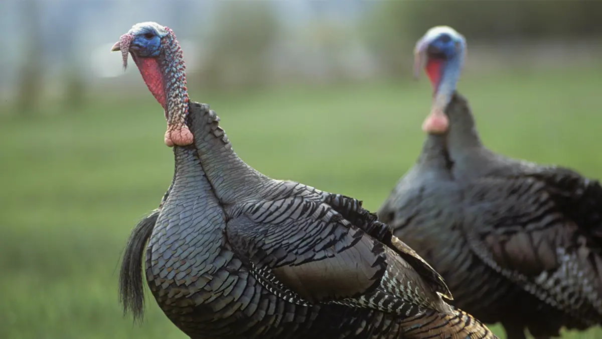 A-guide-to-hunting-turkey